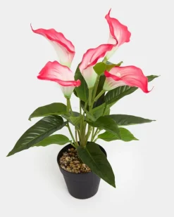 Fashion Dunnes Stores Calla Lily