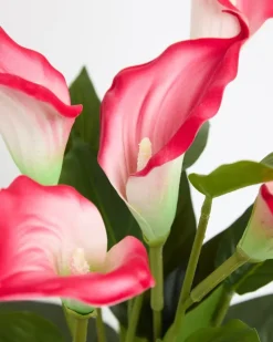 Fashion Dunnes Stores Calla Lily