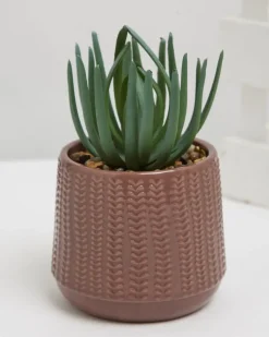 New Dunnes Stores Carolyn Donnelly Eclectic Succulent In Pot