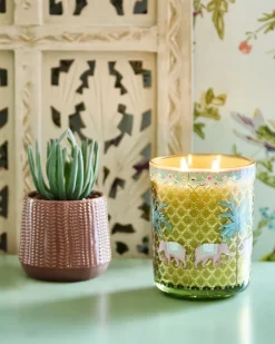 New Dunnes Stores Carolyn Donnelly Eclectic Succulent In Pot