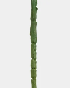 Discount Dunnes Stores Fern Stem
