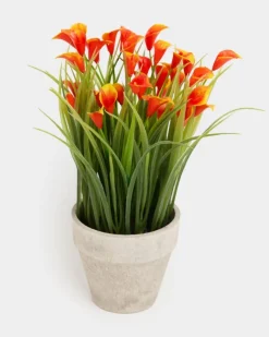 Online Dunnes Stores Mini Calla Lily Plant