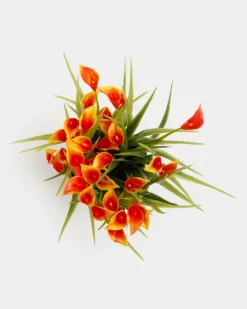 Online Dunnes Stores Mini Calla Lily Plant