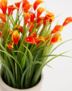 Online Dunnes Stores Mini Calla Lily Plant