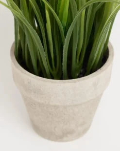 Online Dunnes Stores Mini Calla Lily Plant