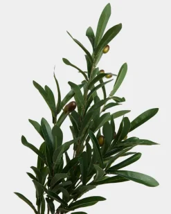 Online Dunnes Stores Olive Spray