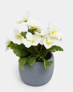 Online Dunnes Stores Pansy Potted Plant