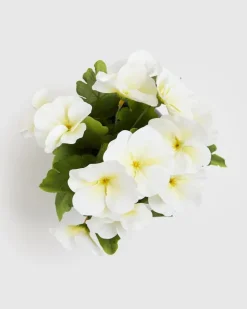 Online Dunnes Stores Pansy Potted Plant