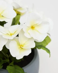 Online Dunnes Stores Pansy Potted Plant