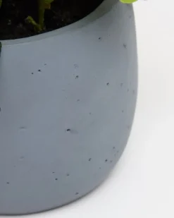 Online Dunnes Stores Pansy Potted Plant