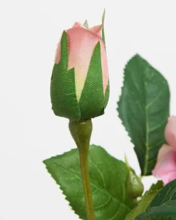 Discount Dunnes Stores Paul Costelloe Living Duo Rose Stem