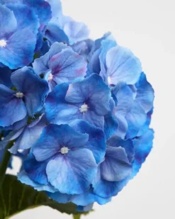 Sale Dunnes Stores Paul Costelloe Living Large Hydrangea Stem
