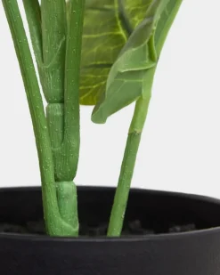 Fashion Dunnes Stores Potted Foliage