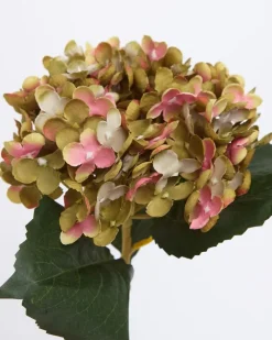 Discount Dunnes Stores Single Hydrangea