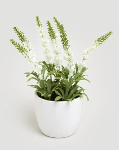 Discount Dunnes Stores Small Potted Plant