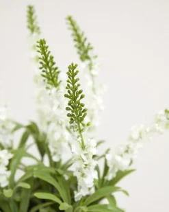 Discount Dunnes Stores Small Potted Plant