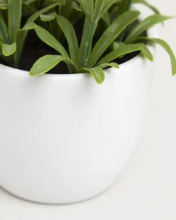 Discount Dunnes Stores Small Potted Plant