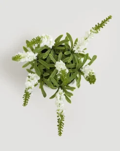 Discount Dunnes Stores Small Potted Plant