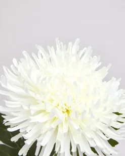 Outlet Dunnes Stores Spider Mum Stem